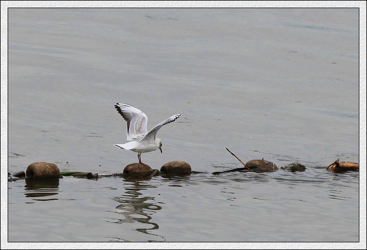 IMG_0004_conew1.jpg
