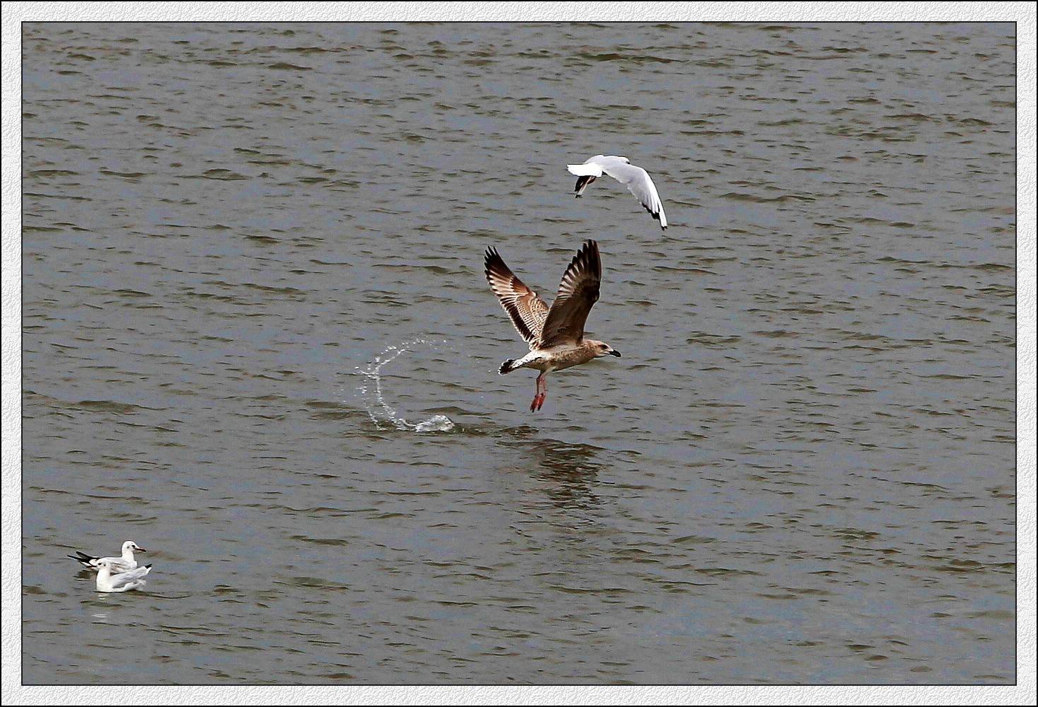 IMG_0048_conew1.jpg