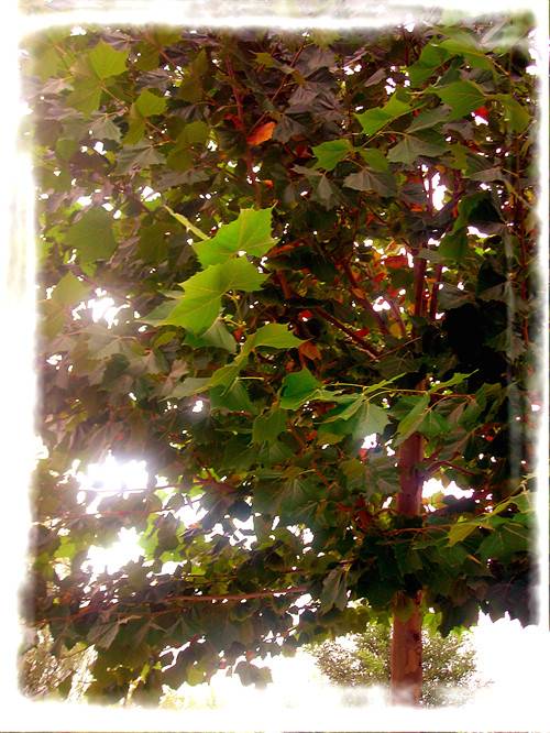 DSCN3780__.jpg