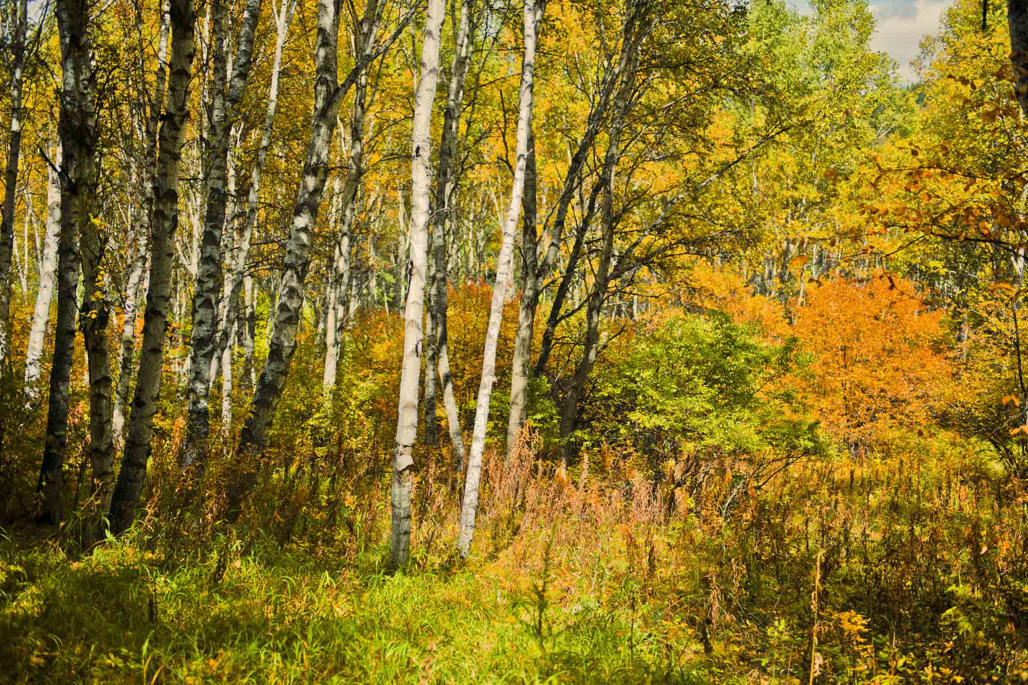 DSC_7355.jpg