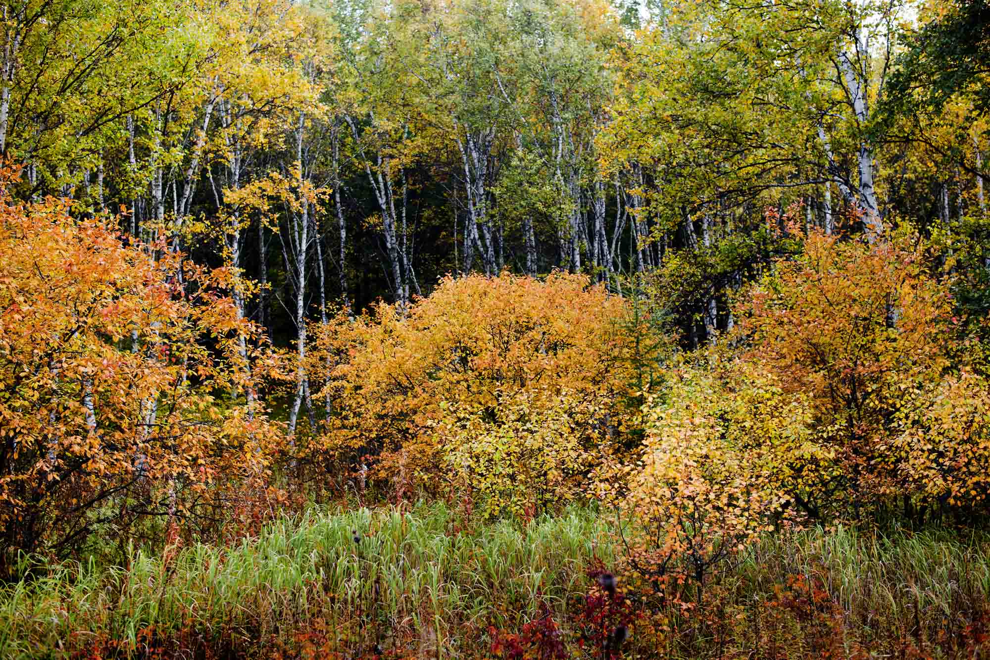 DSC_7582.jpg