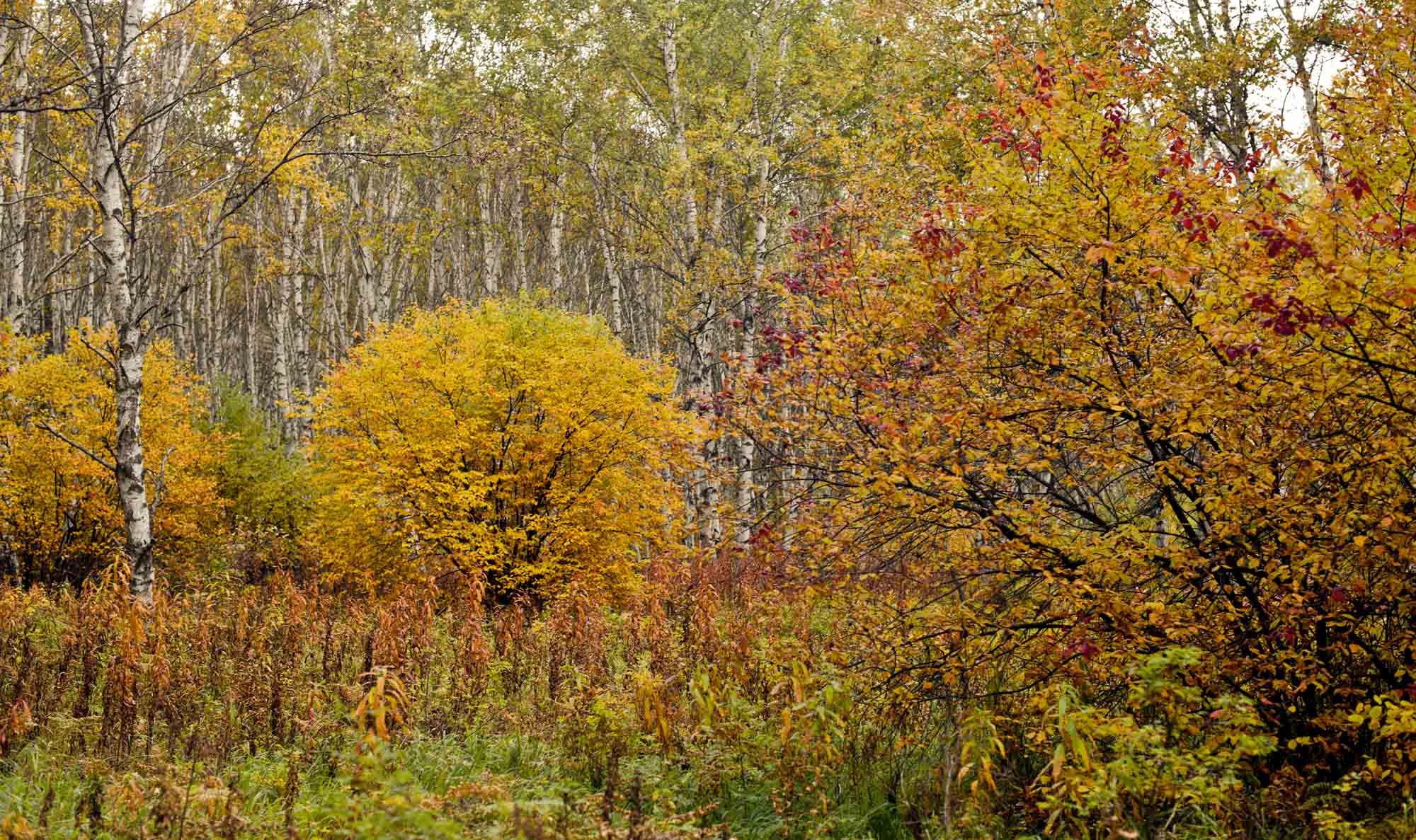 DSC_7595.jpg