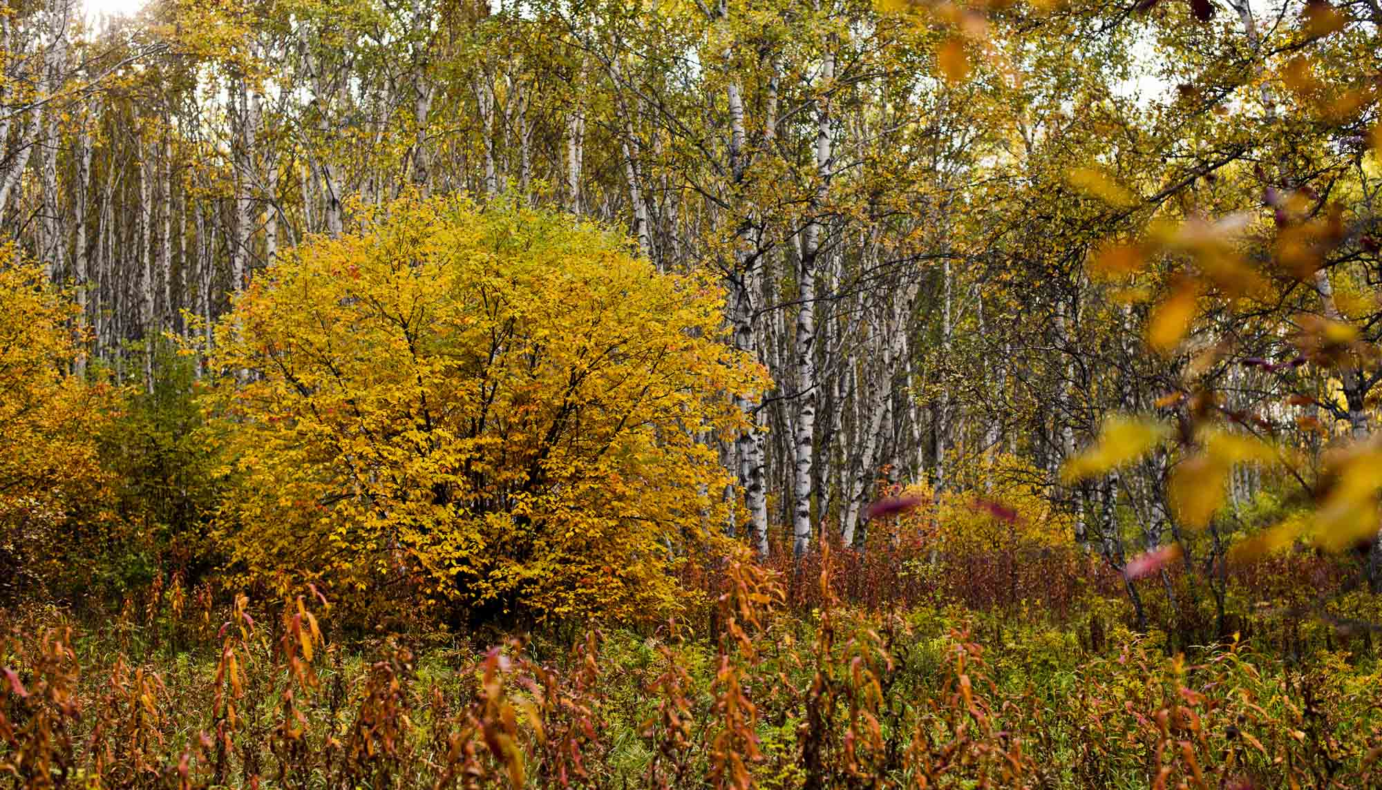 DSC_7596.jpg