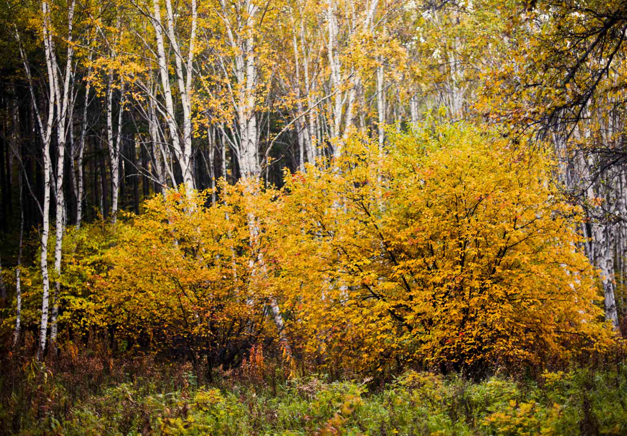 DSC_7621.jpg