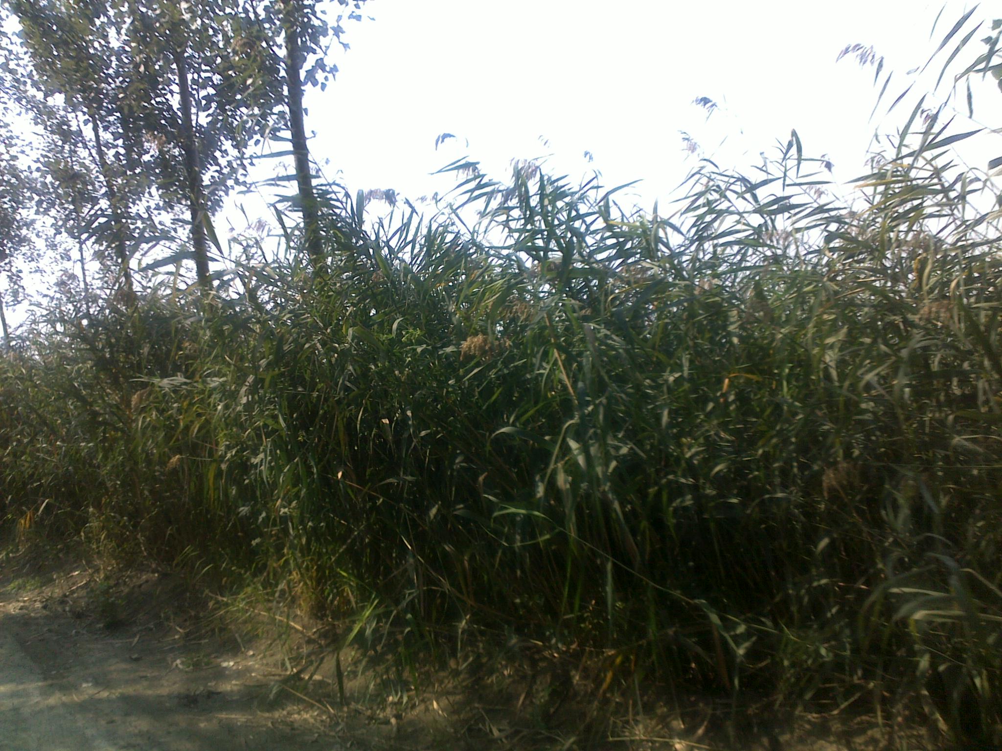 20110924743.jpg