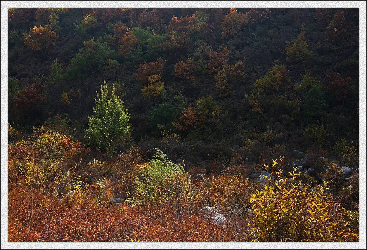 IMG_1217_conew1.jpg