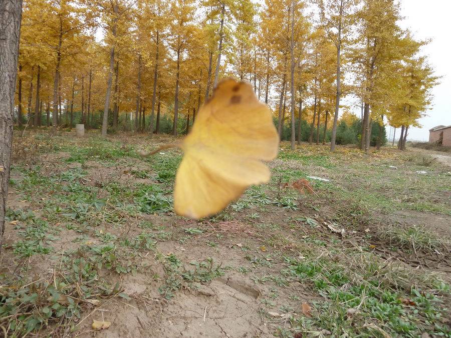 P1100101_nEO_IMG.jpg