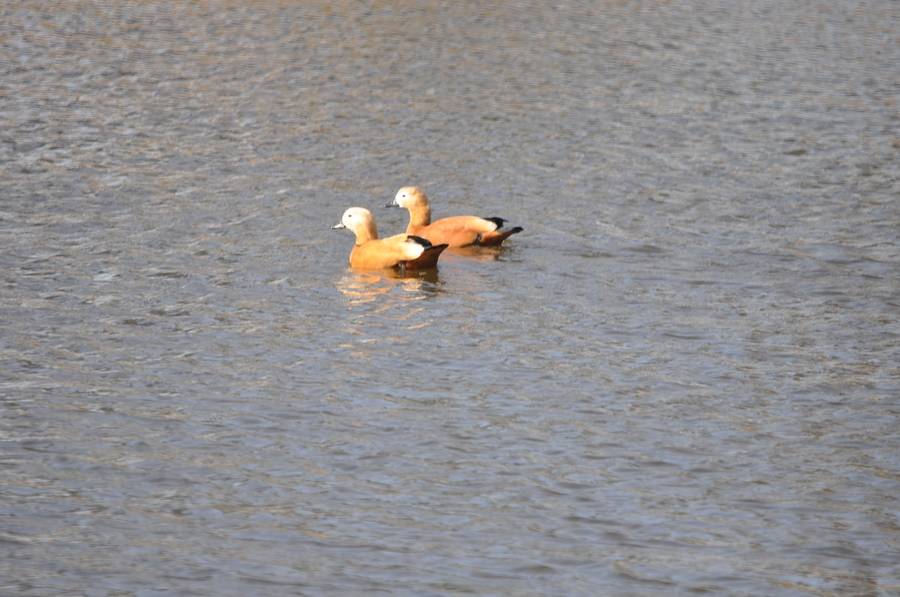 DSC_0633.jpg