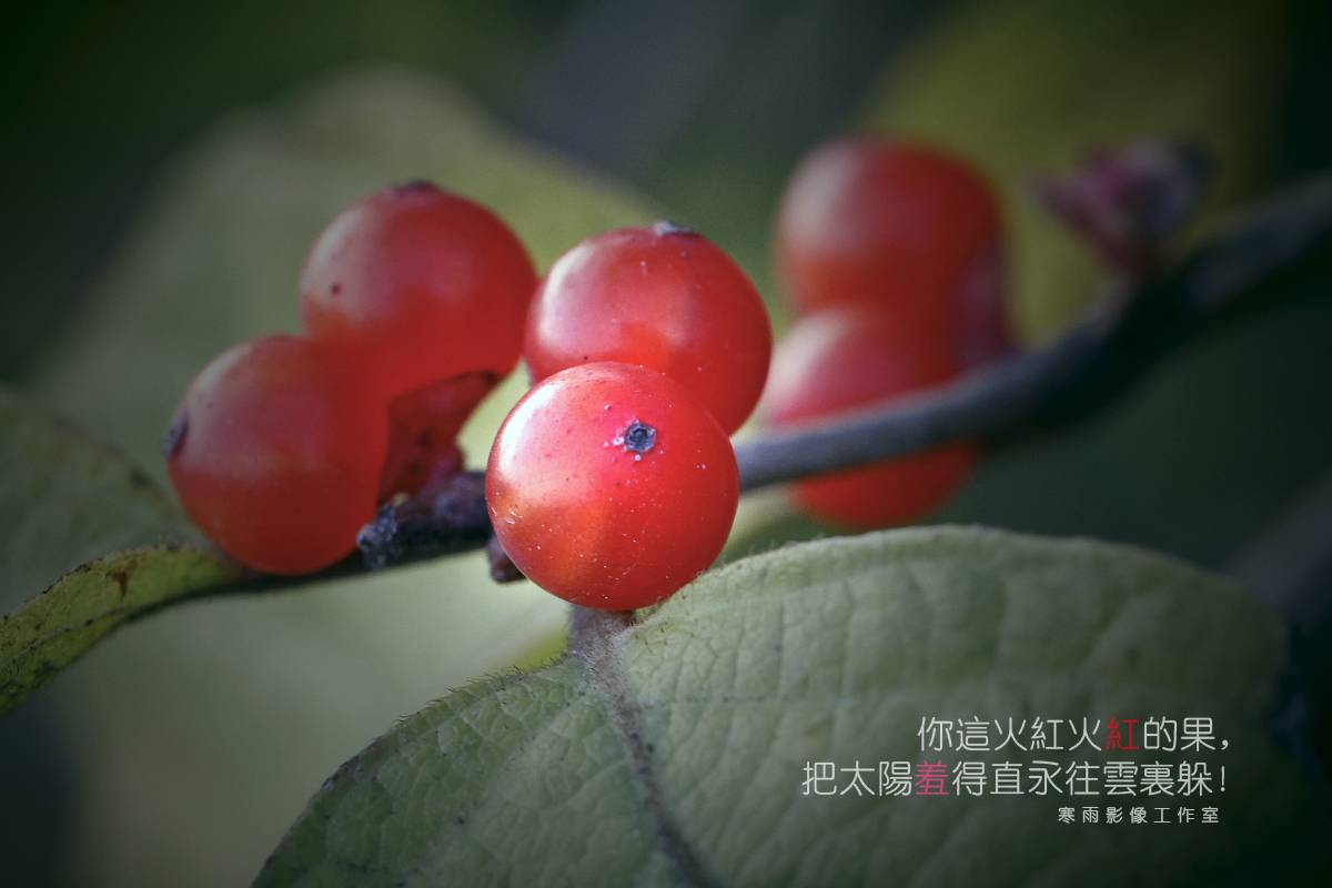 _MG_8064.jpg