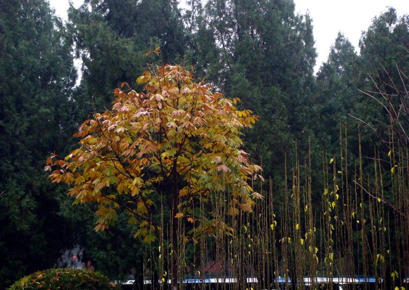 DSC07196-1_С.jpg