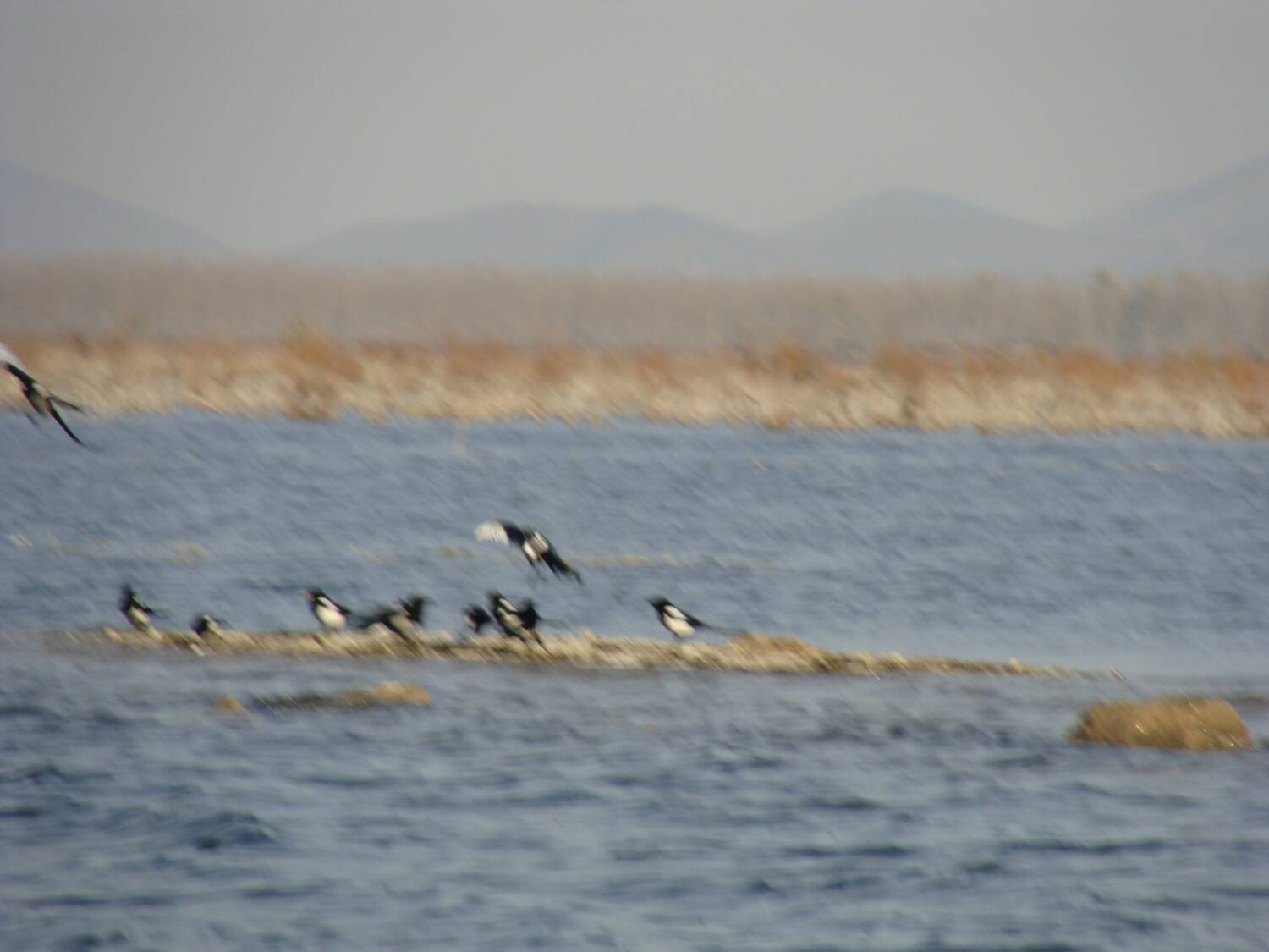 DSC01034.jpg