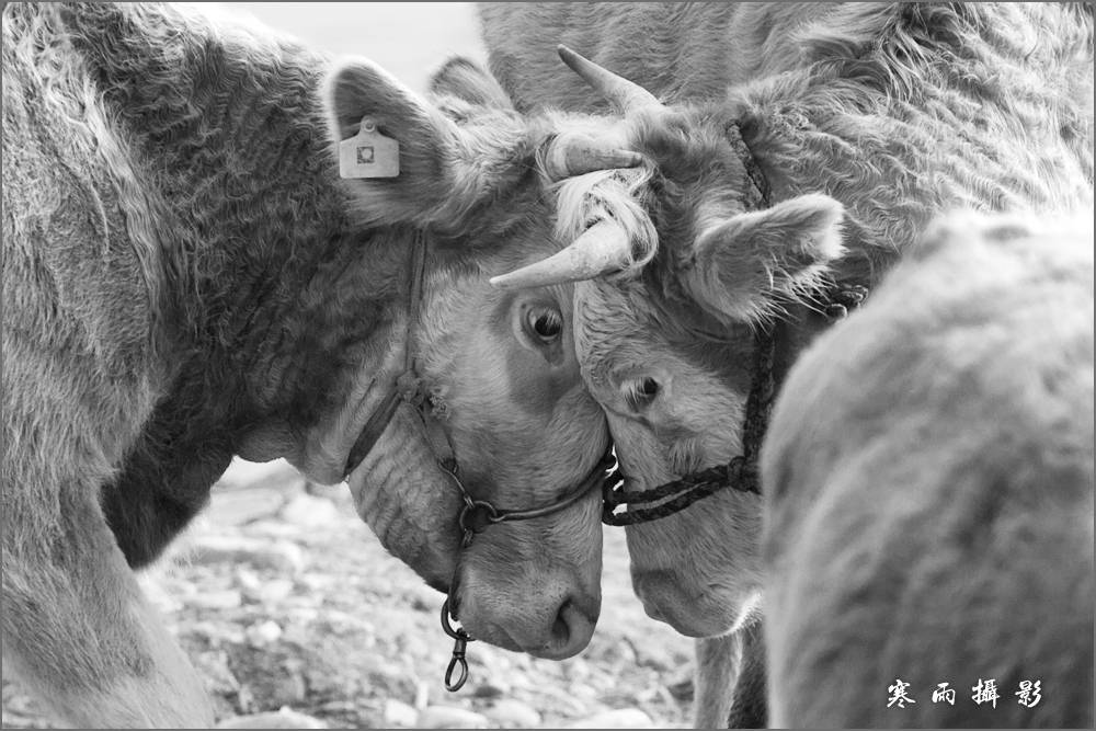 _MG_9667.jpg