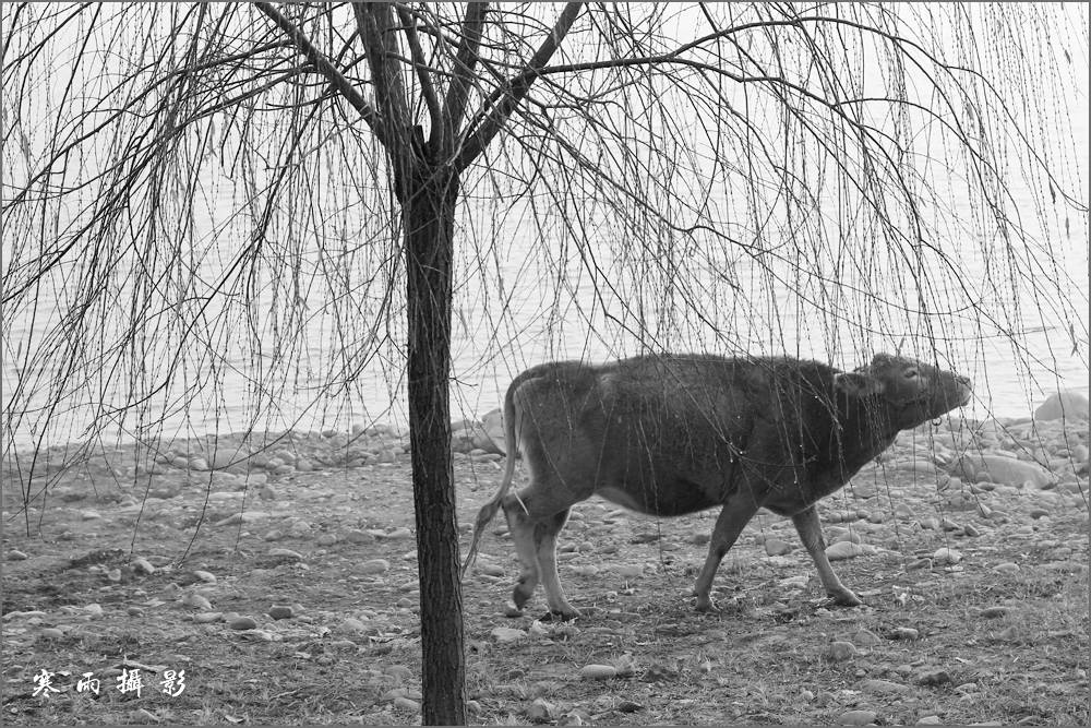 _MG_9676.jpg
