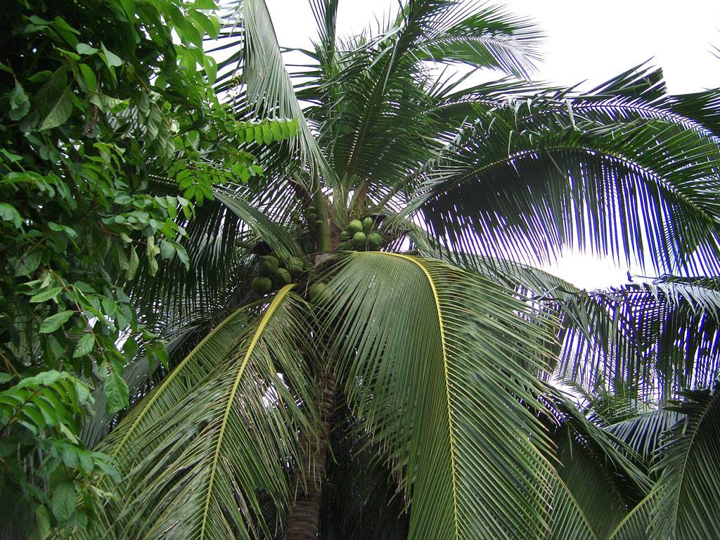 CIMG0858.JPG