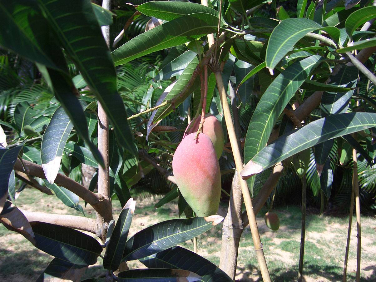 CIMG0355.JPG