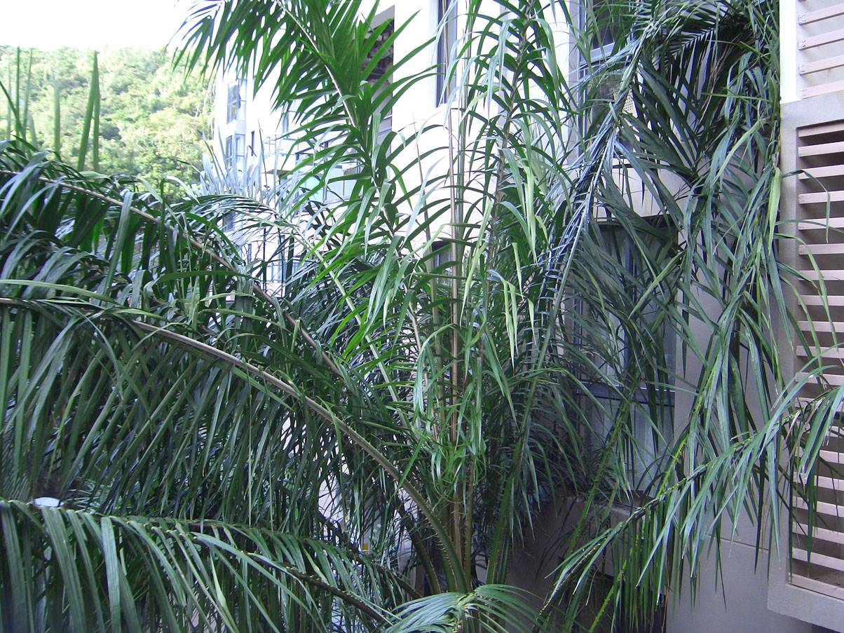 CIMG0893.JPG