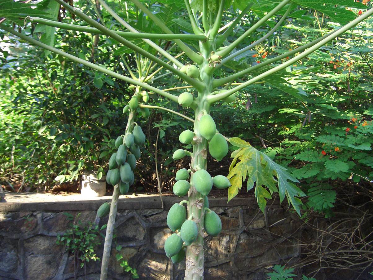 CIMG0938.JPG