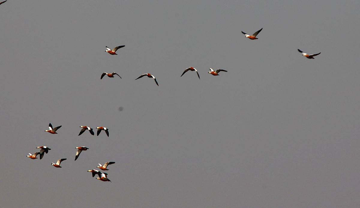 IMG_0103_conew1.jpg