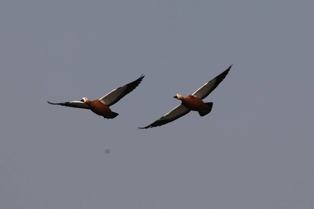IMG_0137_conew1.jpg