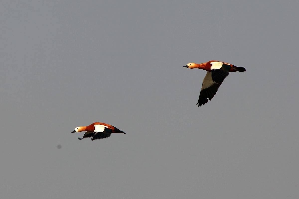 IMG_0140_conew1.jpg
