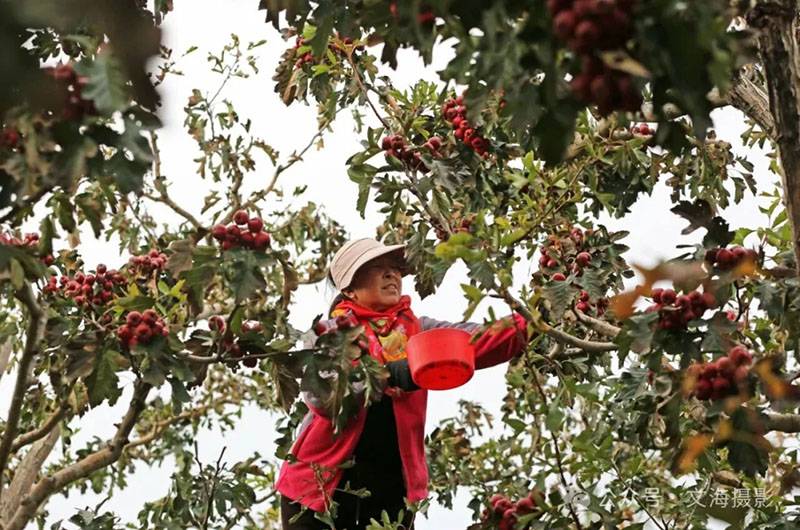 20251031գںӱʡɽͷׯ԰ũջɽ髡