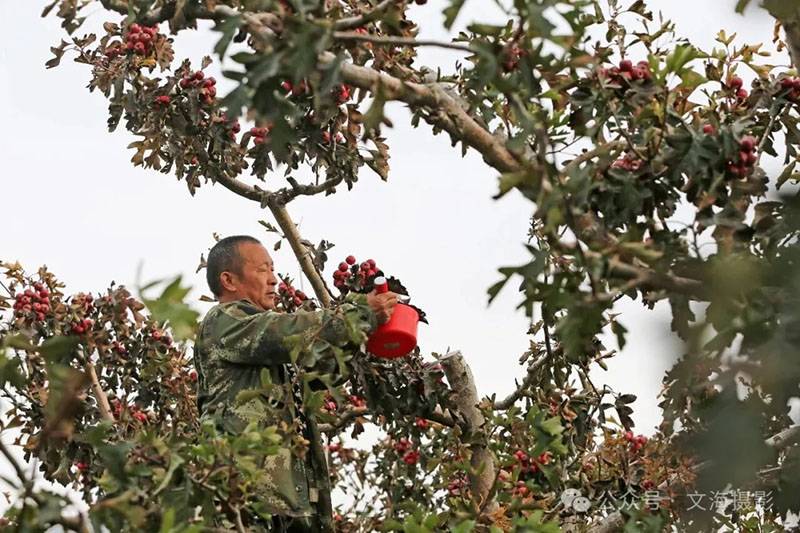 20251031գںӱʡɽͷׯ԰ũջɽ髡