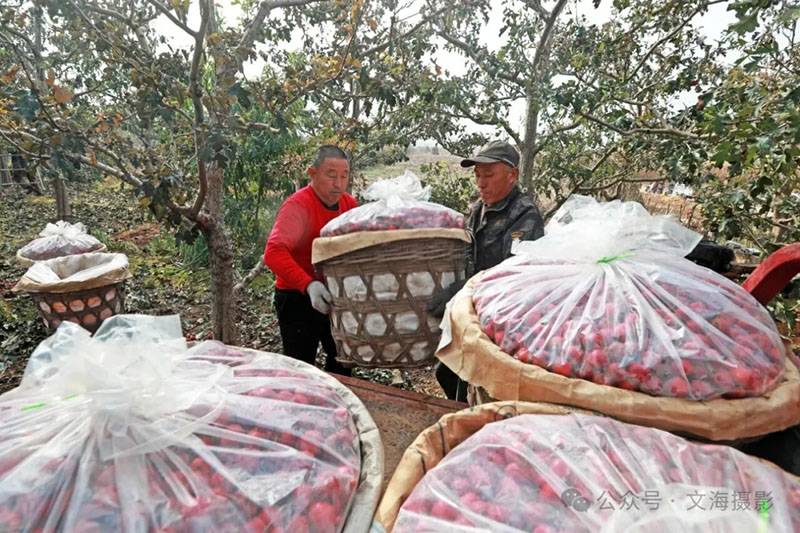 20251031գںӱʡɽͷׯ԰ũջɽ髡