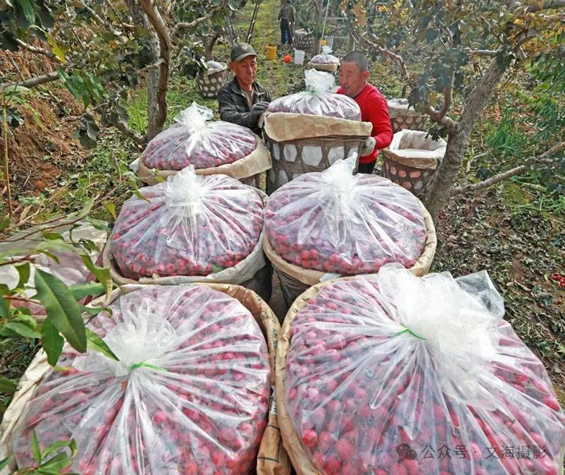 20251031գںӱʡɽͷׯ԰ũջɽ髡