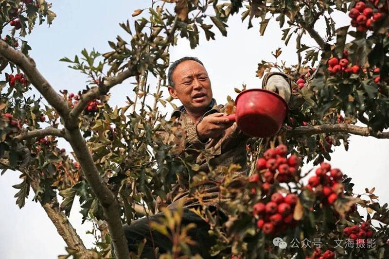 20251031գںӱʡɽͷׯ԰ũջɽ髡