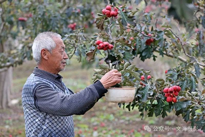 20251031գںӱʡɽͷׯ԰ũջɽ髡