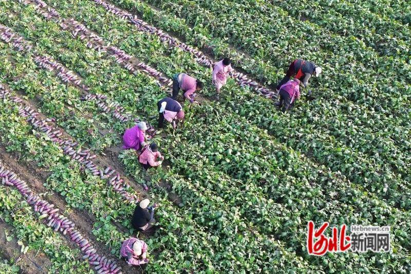 1025գӱʡس¼߼̴壬ũջܲ