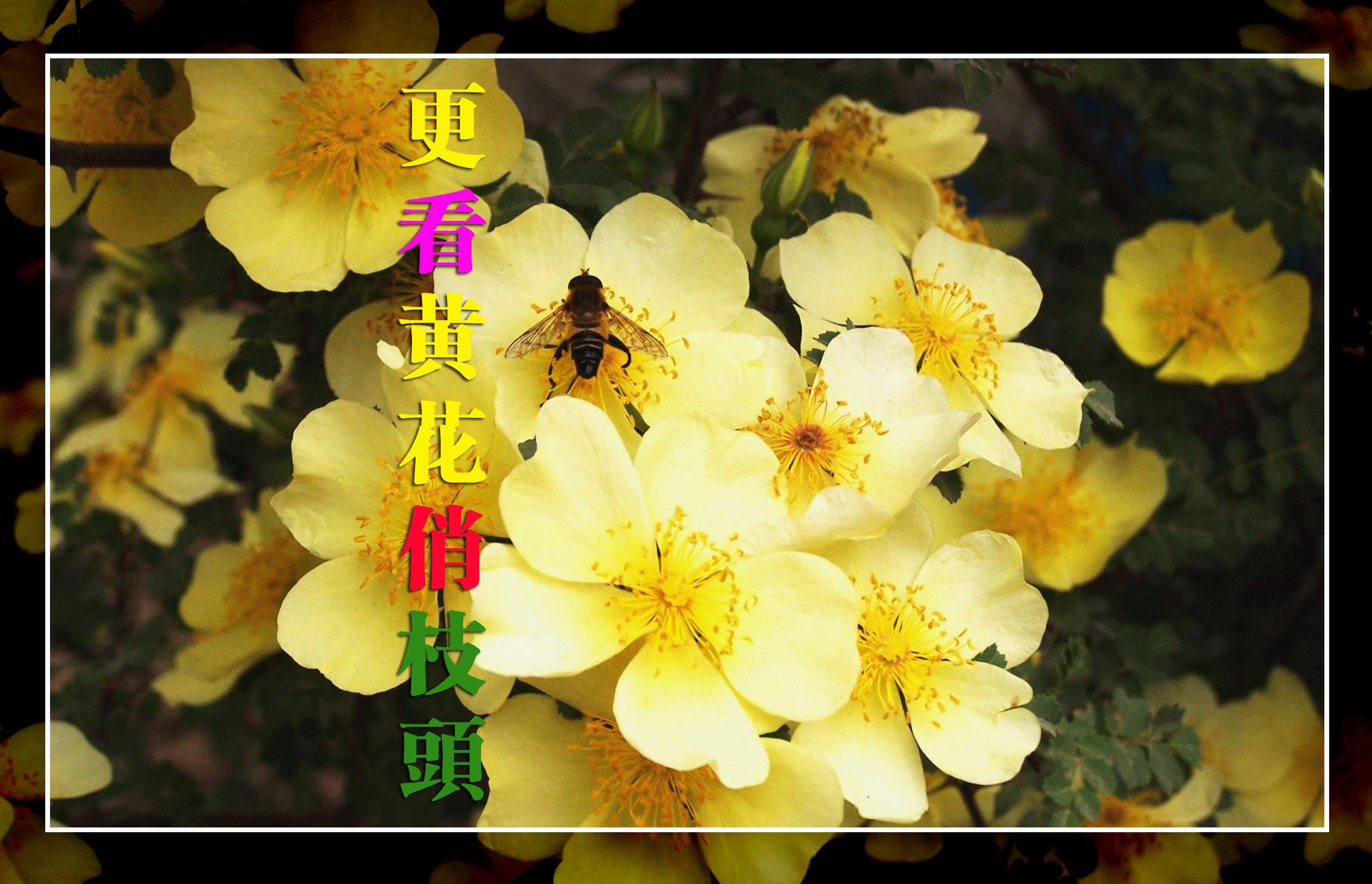 [ԭ] Ϊ˱̳ٷţ