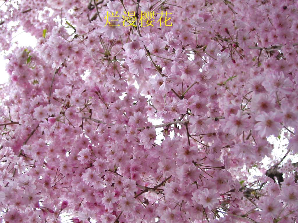 ۷ݣӣ棭ڶףԸ
