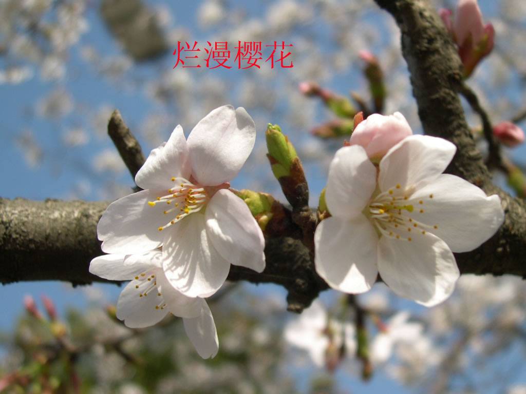 ۷ݣӣ棭ڶףԸ