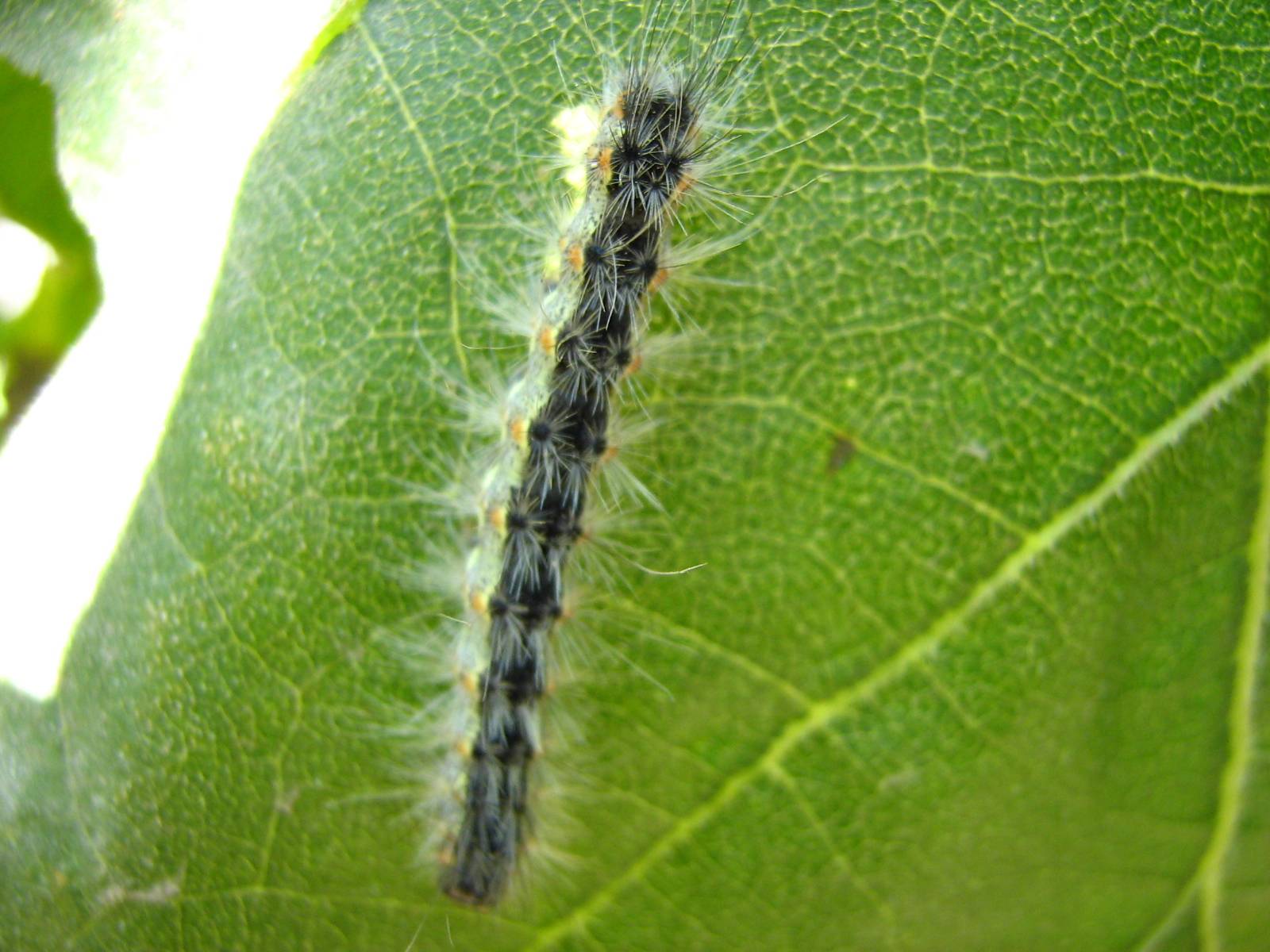 ʻ뺦