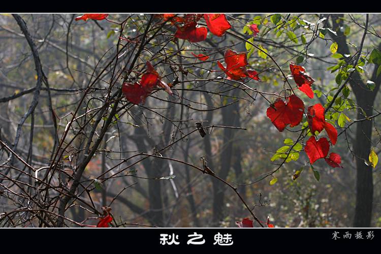 [Ӿ]  ֮