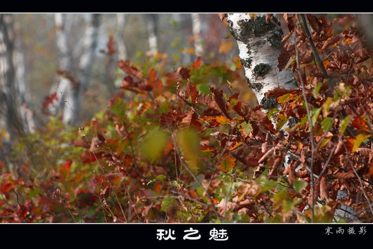 [Ӿ]  ֮
