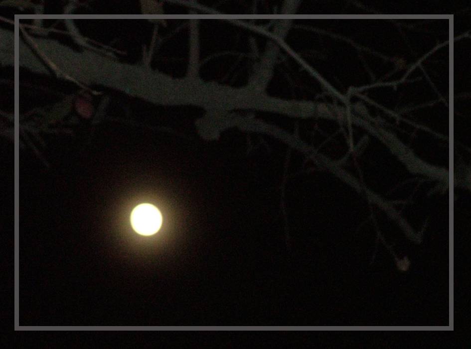 ѧָ