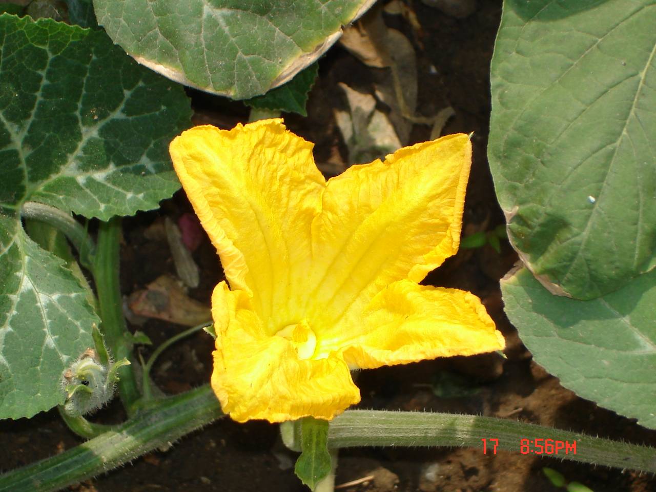 Լĵģָ
