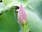 [ԭ]ӽ