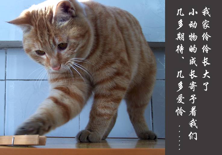 Ҽ泤