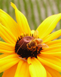 profile-photo1.gif