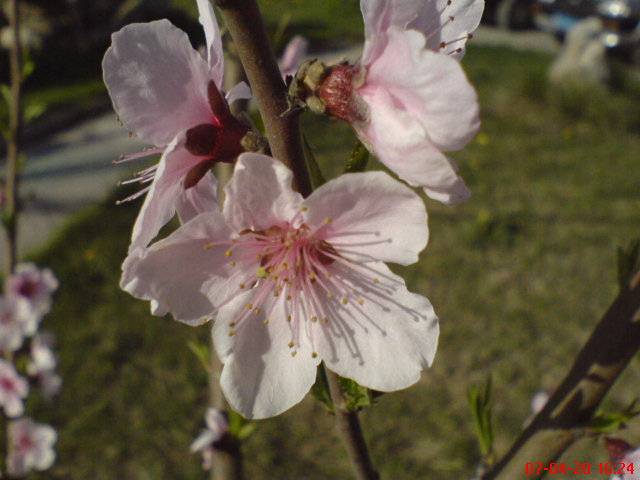 DSC00039.JPG