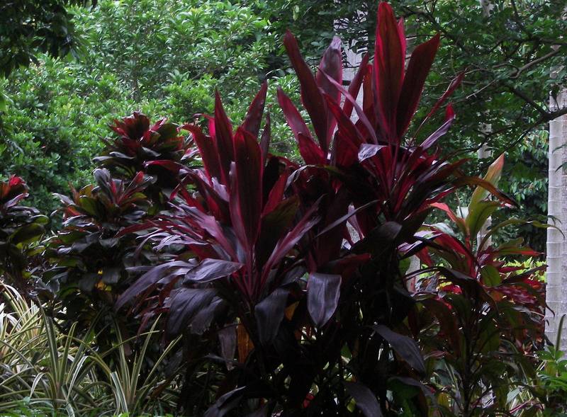 Ƭ 077.jpg