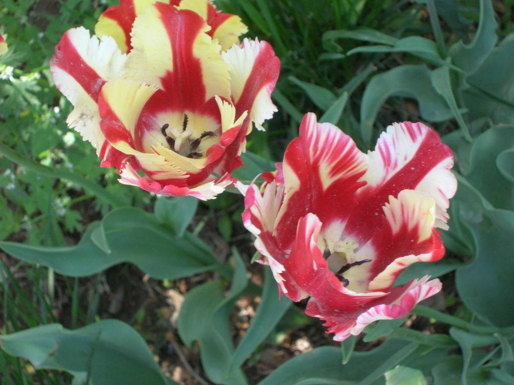 DSCN2857.JPG