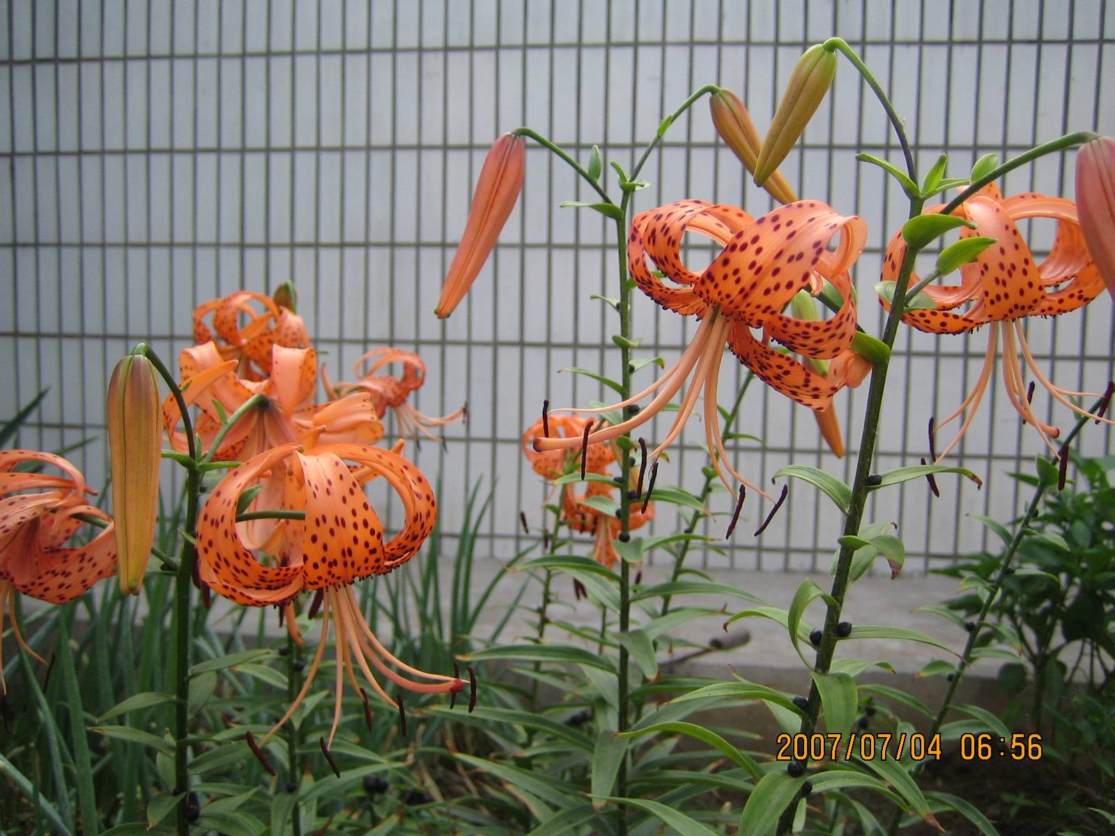 Ƭ 037.jpg