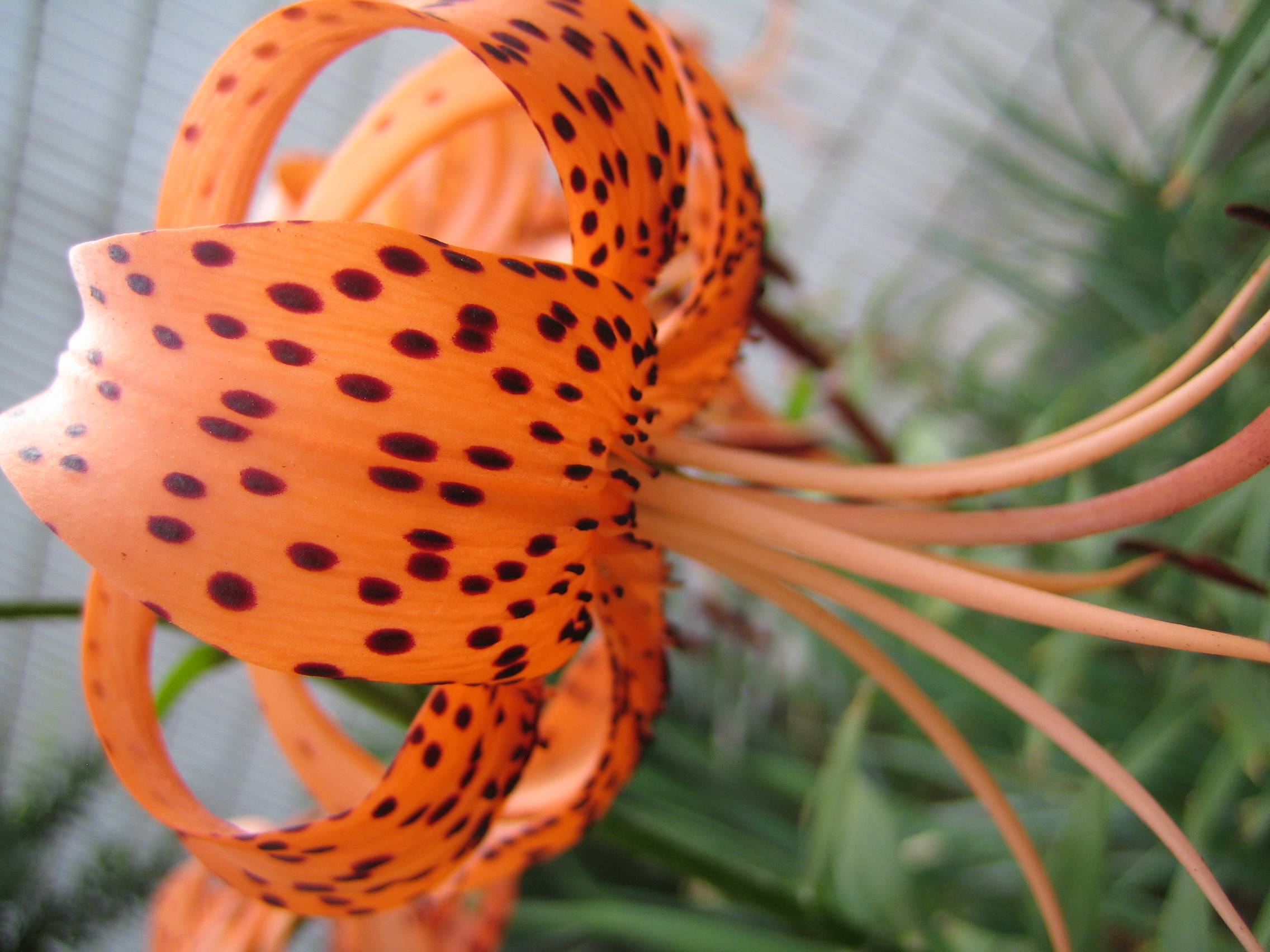 Ƭ 027.jpg