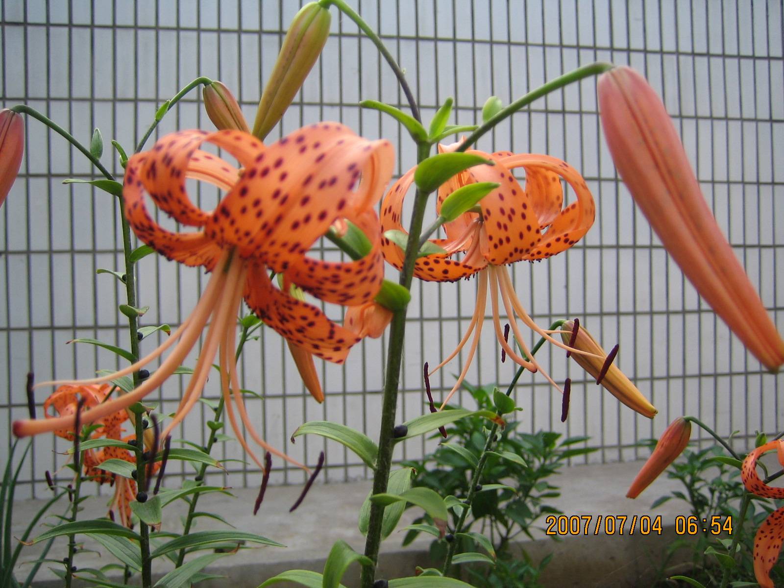 Ƭ 029.jpg