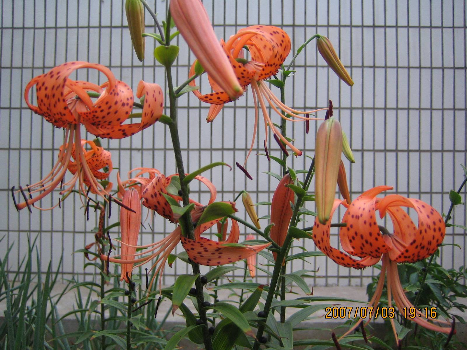 Ƭ 010.jpg