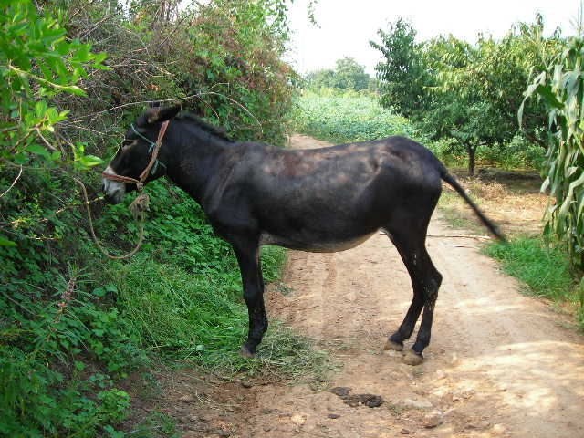 DSCN1808.JPG